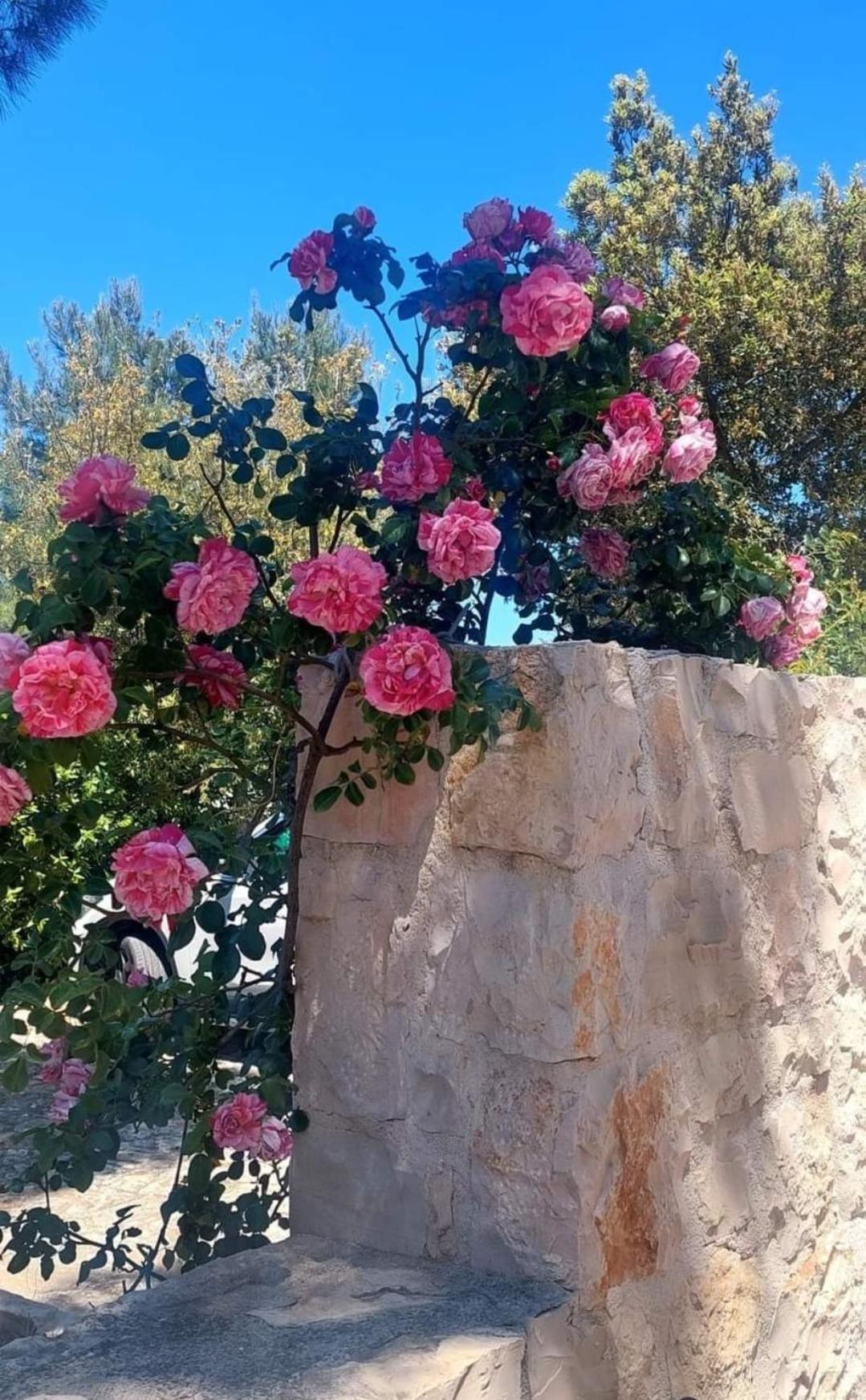 Villa Il Trullo Delle Rose, Monopoli By Il Pumo Di Puglia Cozzana Exterior foto